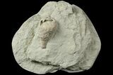 Cystoid (Holocystites) Fossil - Indiana #186794-1